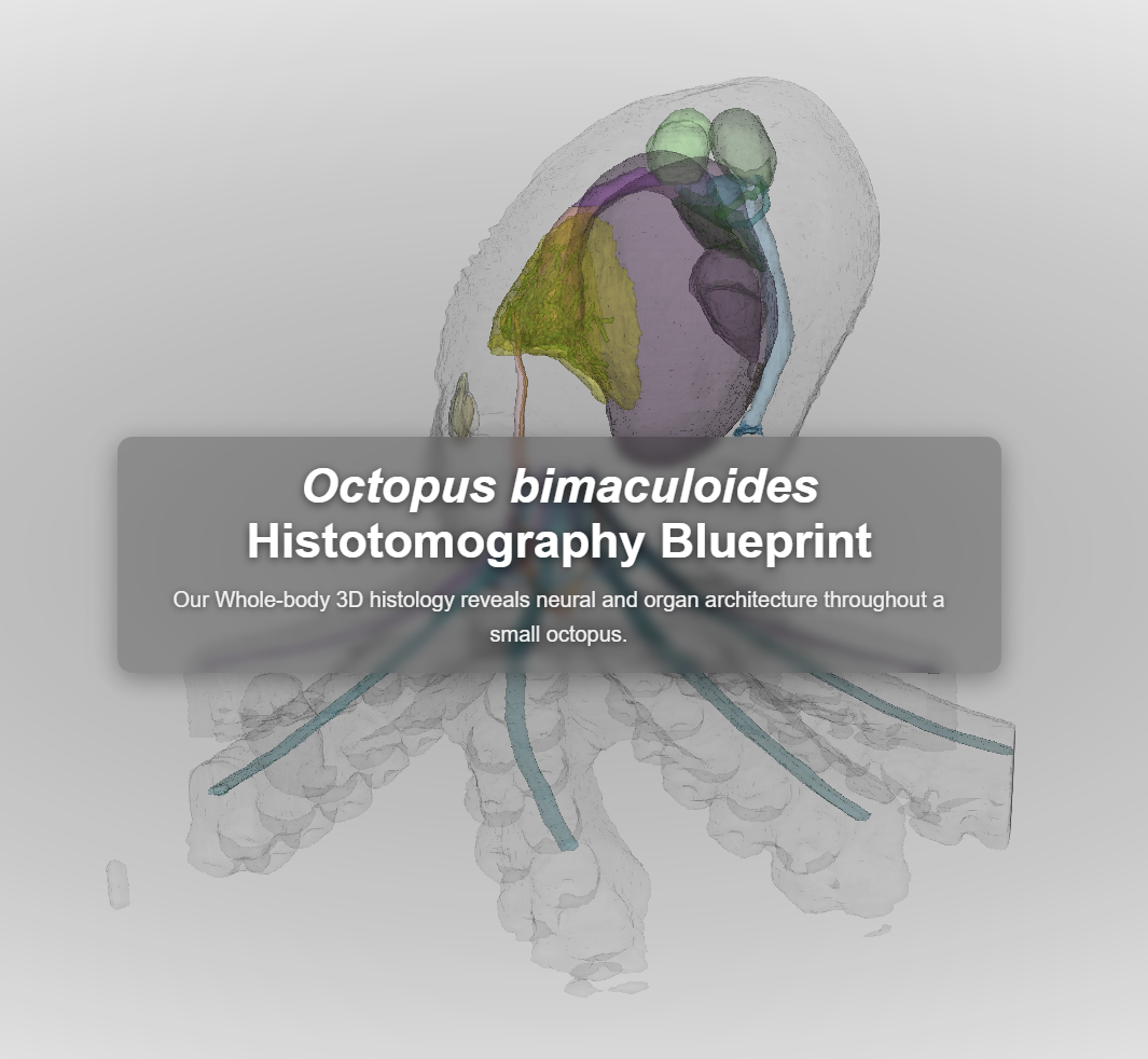 Segmented whole-body render of an octopus hatchling, with organs and nerves shown in colour.