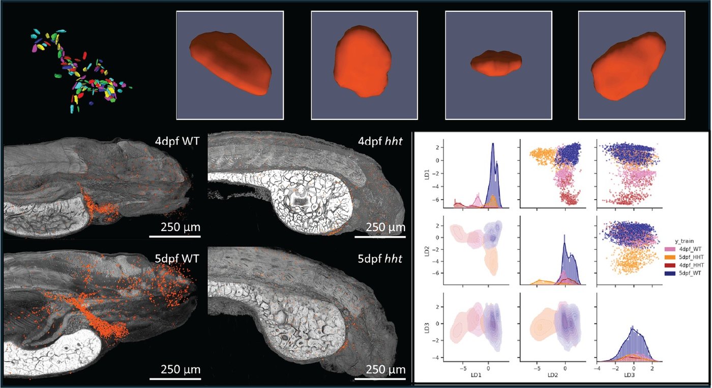 Segmented zebrafish blood cells, wild-type and hht mutant overlays, and plots separating cells by genotype and age.