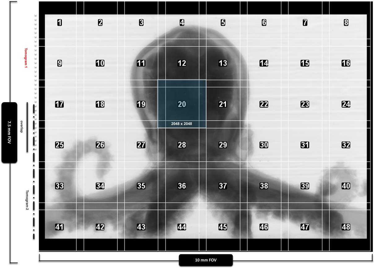 Field-of-view tiling grid (placeholder)